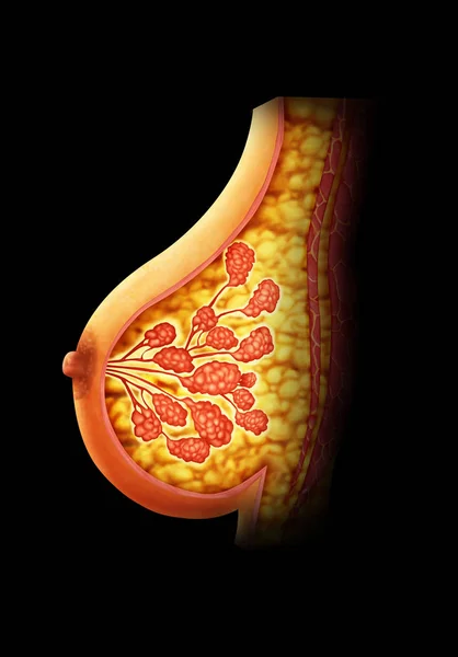 Illustration Bröstanatomi — Stockfoto
