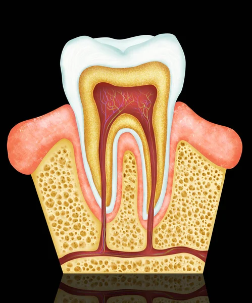 Ілюстрація Постійних Зубів Людини — стокове фото