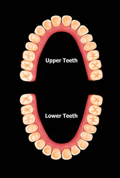 Ілюстрація Постійних Зубів Людини — стокове фото
