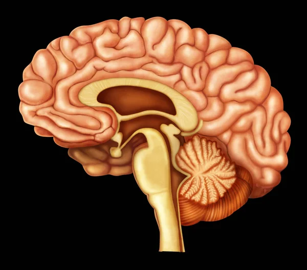 Ilustración Del Cerebro Humano — Foto de Stock