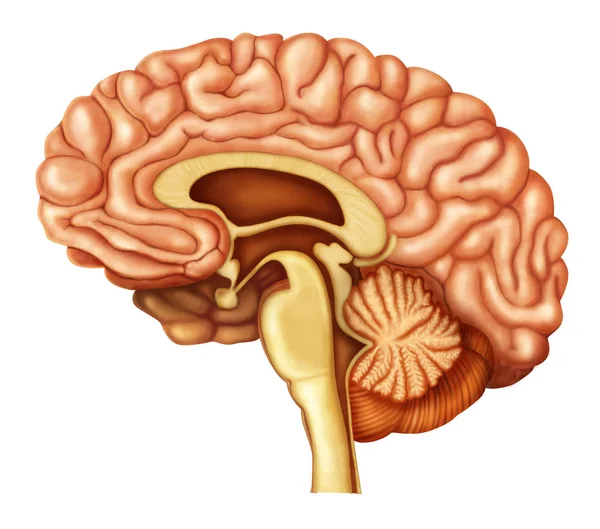 Illustration Human Brain — Stock Photo, Image