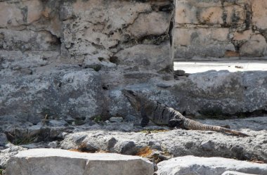 Beautiful gray iguana resting on one of the stones of the ancient city of Tulum in the Mexican Caribbean