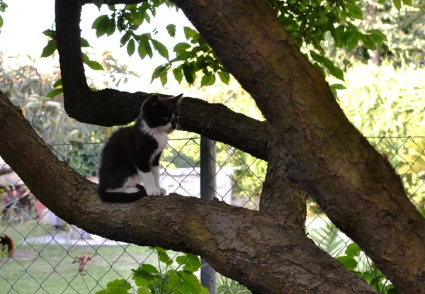 Όμορφη Μικρή Μαύρη Γάτα Σκαρφάλωσε Ένα Κλαδί Δέντρου — Φωτογραφία Αρχείου