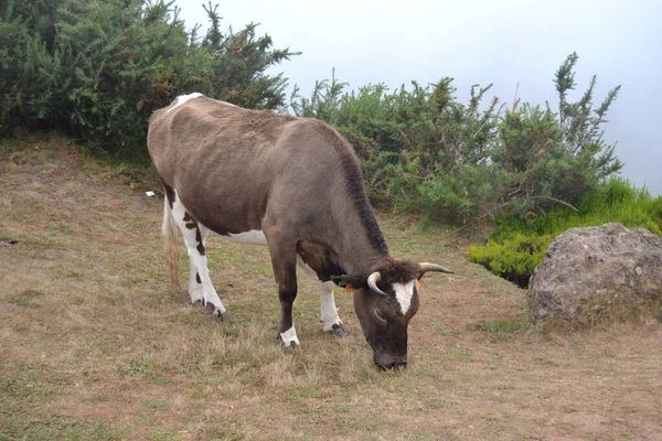 Pâturage Vaches Brunes Sur Montagne Île Madère — Photo