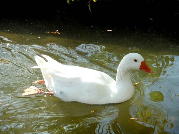 Witte Eend Zwemmen Rustig Vijver — Stockfoto