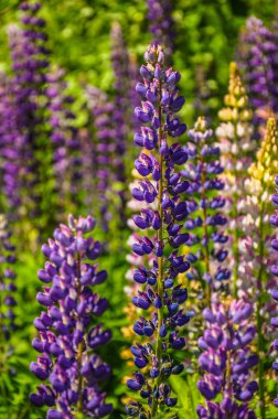 Lupine çiçek.