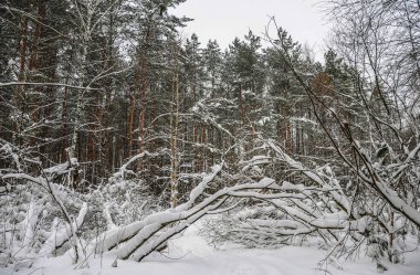 Soğuk kış aylarında karlı bir orman.