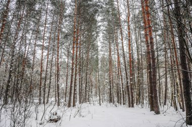 Karlı bir ormanda uzun boylu çam ağaçları.