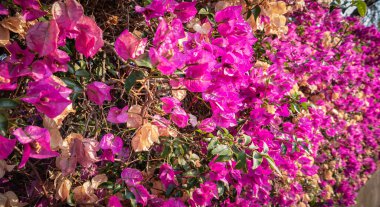 Bougainvillea. Web sitelerinde veya hassas bir arkaplan olarak kullanışlı.