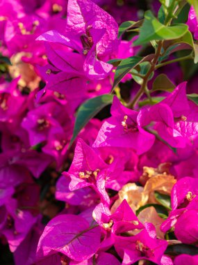 Bougainvillea fabrikasıyla yapılmış çiçekli bir arkaplanı kapatın. Çiçek arkaplanı olarak kullanışlı.