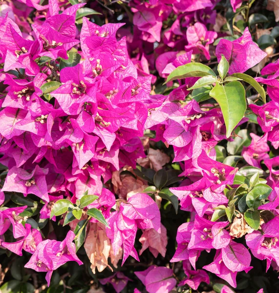 Close up of a floral background made with the Bougainvillea plant. Useful as a floral background. — Stock Photo, Image