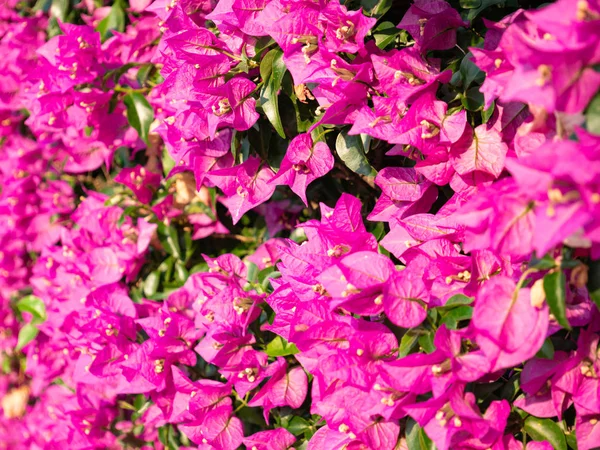 Nahaufnahme eines floralen Hintergrunds aus der Bougainvillea-Pflanze. Nützlich als floraler Hintergrund. — Stockfoto