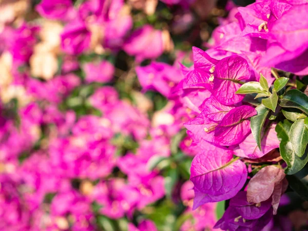 Close Floral Background Made Bougainvillea Plant Useful Floral Background Horizontal — Stock Photo, Image