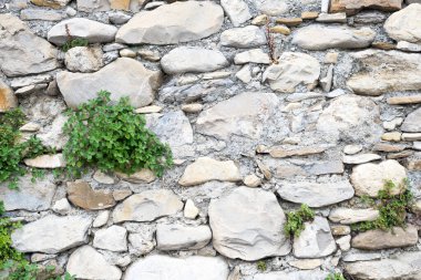 Liguria İtalya 'nın Borgo Cervo köyünde antik taş duvarda doğan bir bitkinin özellikle manzarası. Doğanın güçlü bir arka planı olarak kullanışlı
