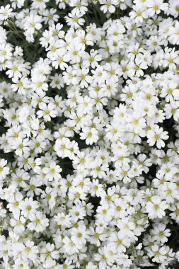 Güneşli bir günde birçok beyaz ve sarı bahar çiçeğiyle yapılmış arkaplan