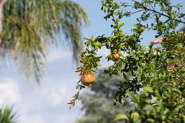 Beautiful pomegranate fruit still on the plant, on a background of blue sky. Horizontal view.