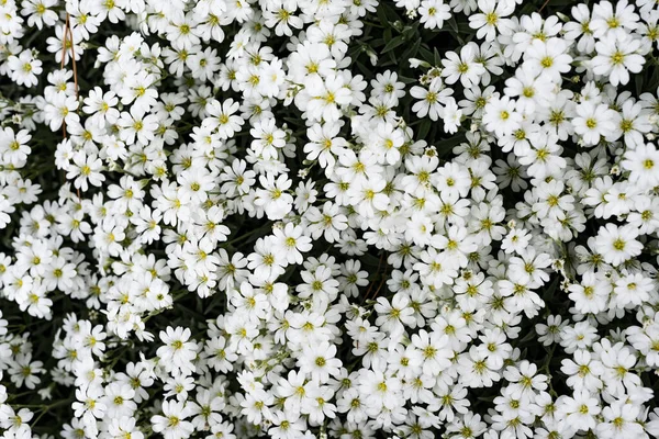 Bakgrund Gjord Med Många Vita Och Gula Vårblommor Solig Dag — Stockfoto