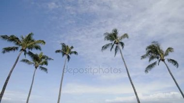 ve beş palmiye ağaçlarının altında resort montaj kapalua ada Maui, hawaii, şefkatle mavi gökyüzü güzel resim
