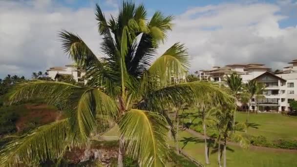 La parte superior de la palmera en el fondo del hermoso montaje impresionante complejo kapalua en el día soleado en la isla de Maui, hawaii — Vídeos de Stock