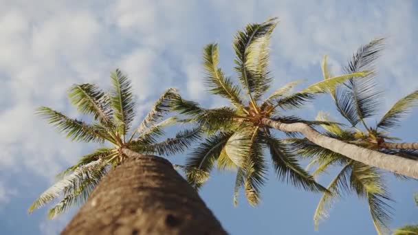 Looking up at palm trees on the background of blue sky with clouds on maui,hawaii Royalty Free Stock Footage