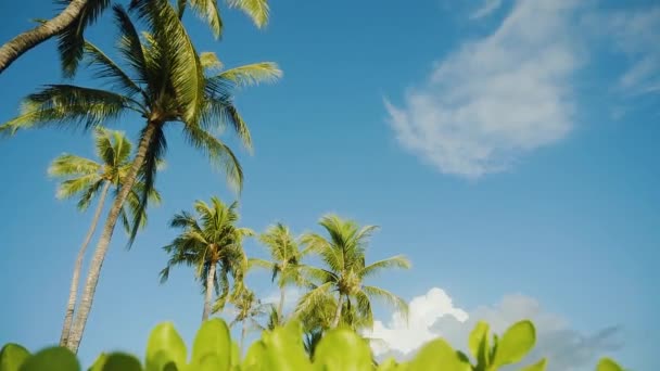 Prachtige palmen onder inschrijving blauwe hemel op zonnig weer op maui, hawaii — Stockvideo