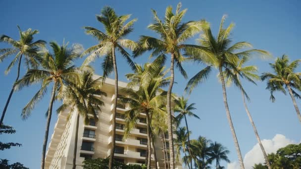 Anbud blå himmel över moderna byggnad av bekväma hotell hyatt och exotiska träd på tropiska öarna maui, hawaii — Stockvideo