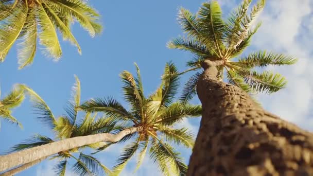 Kijken op geweldige palmbomen op de achtergrond van inschrijving blauwe hemel met wolken op maui, hawaii — Stockvideo