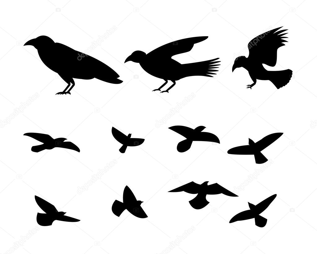 Silhouette flying raven bird, vector