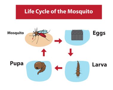 Life Cycle of the Mosquito in color flat style clipart