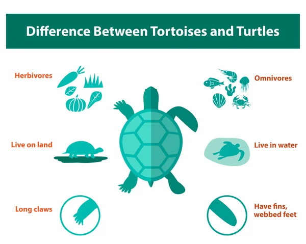 Difference between tortoises and turtles, vector — Stock Vector