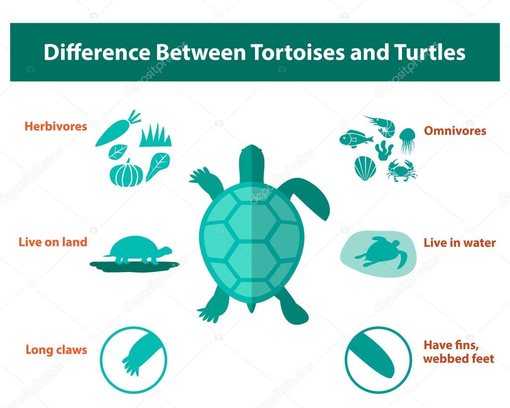 Difference between tortoises and turtles, vector