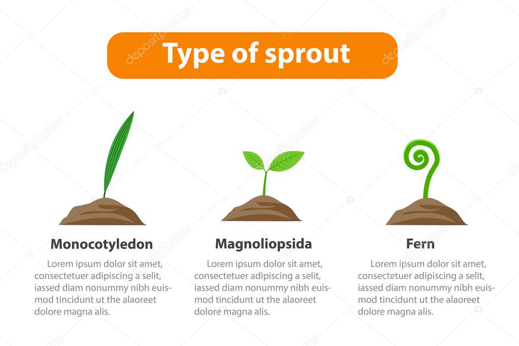 Type of sprout, Plant infographic, vector
