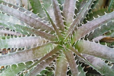 Görünümü kadar yakın Dyckia