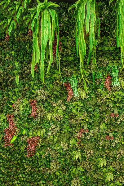 Various green plant on wall for background — Stock Photo, Image