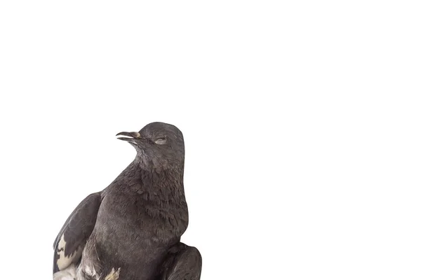 Pigeon mort isolé sur blanc — Photo