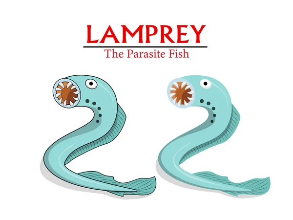 Lamprey , Parasite Fish in vector cartoon design — Stock Vector