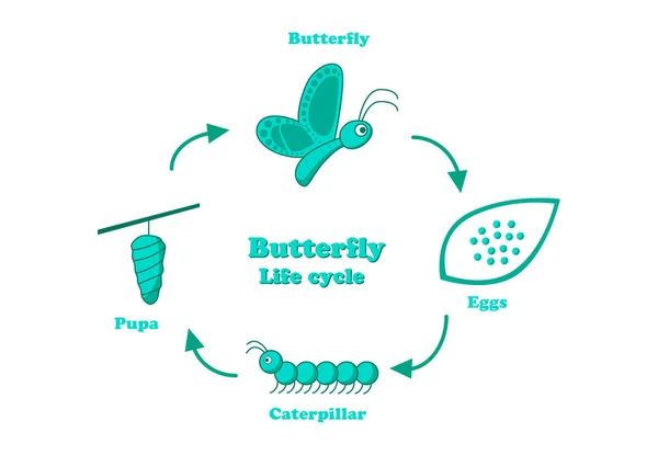 Ciclo de vida de la mariposa en estilo monocromo, vector — Vector de stock