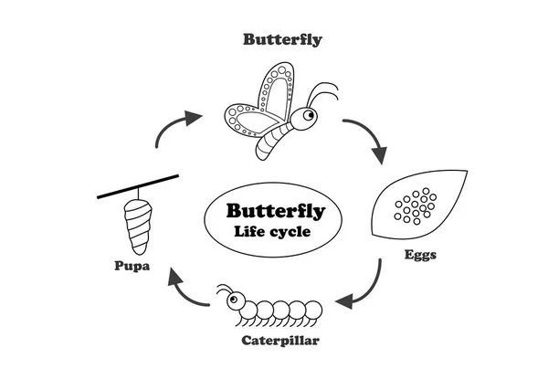 Ciclo de vida de la mariposa en el estilo de contorno, vector — Vector de stock