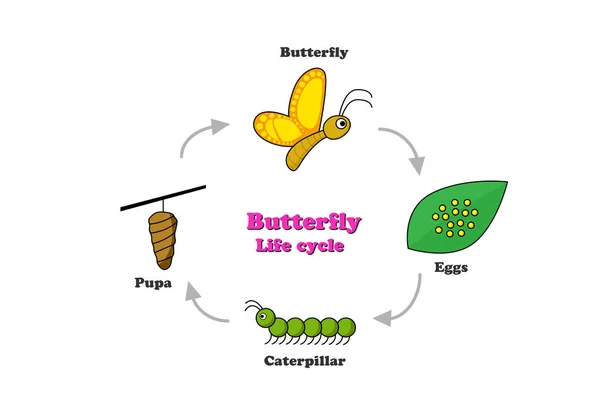Ciclo de vida de la mariposa en estilo colorido, vector — Archivo Imágenes Vectoriales