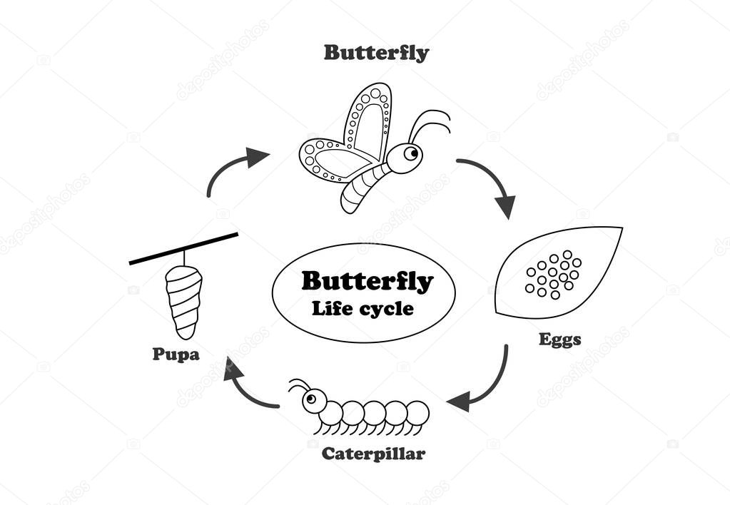 Butterfly life cycle in outline style, vector