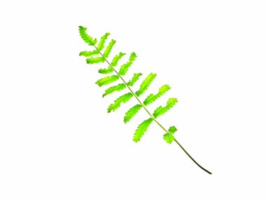 Beyaz izole fujer cordifolia yeşillik