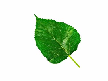 Yeşil yeşillik üzerinde beyaz izole