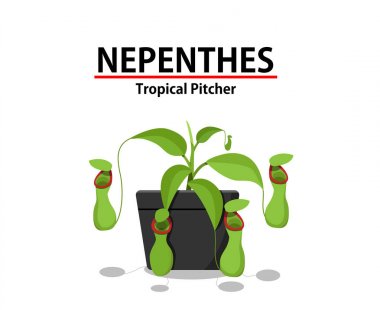 Yeşil Nepenthes bitki tencerede beyaz izole