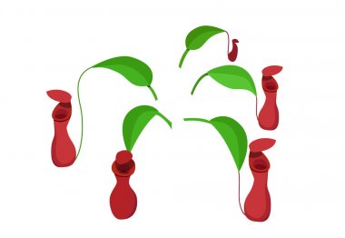 Beyaz, vektör sanat izole kırmızı Nepenthes yaprak