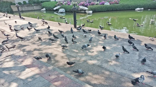 Groupe de porcs sur le sentier dans le parc — Photo