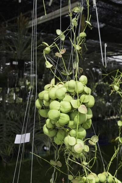 Hanging Dischidia plant for garden design
