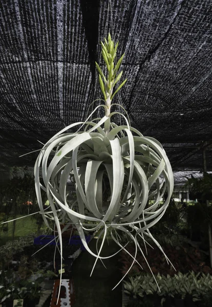 Hanging white tillandsia air plant with flower