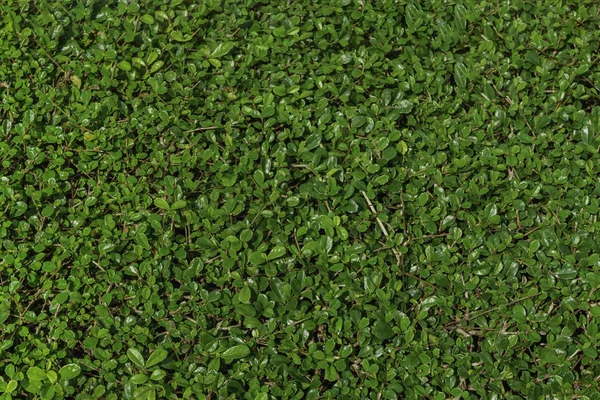 Siamese rough bush leaf as background — Stock Photo, Image