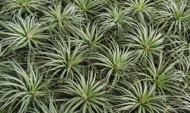 Grup Tillandsia hava bitki arka plan olarak