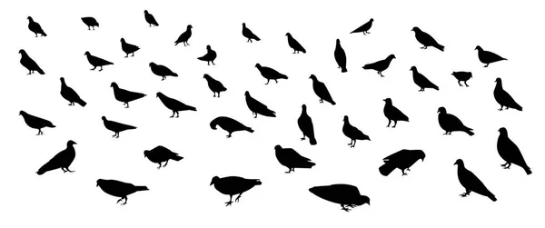 Group of walking dove and pigeon in silhouette art — Stock Vector